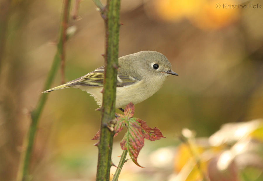 Copper Kinglet