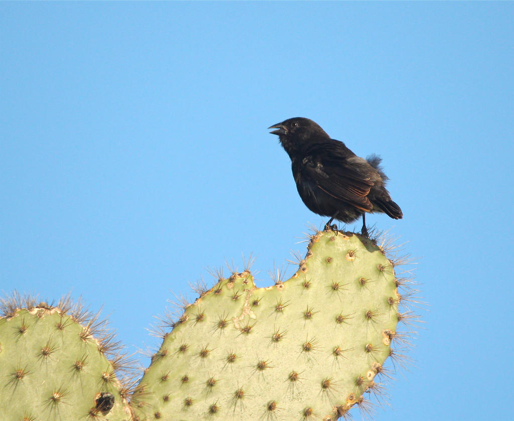 cactus, squared