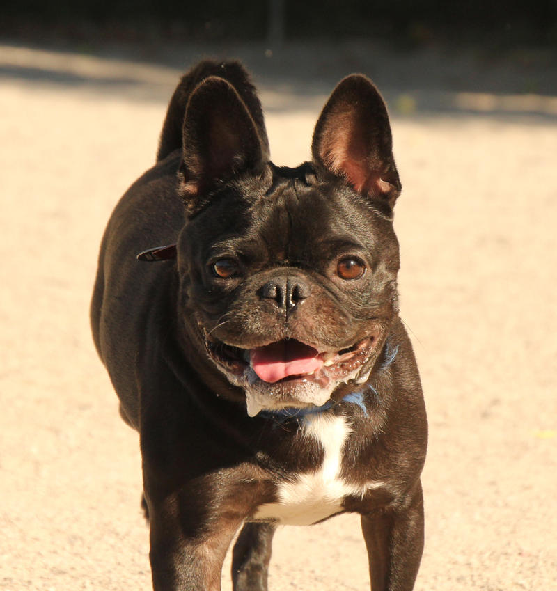 Smiling Frenchie by verybluebird on DeviantArt