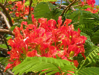 Grand Cayman - Red Flowers