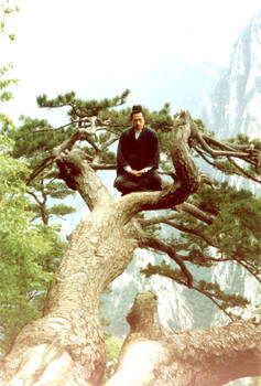 taoist meditating in tree