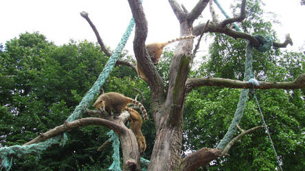 Playful Climbers: Ring-tailed Coatis