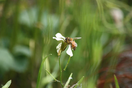 Bee Stock