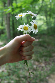 Daisies Stock