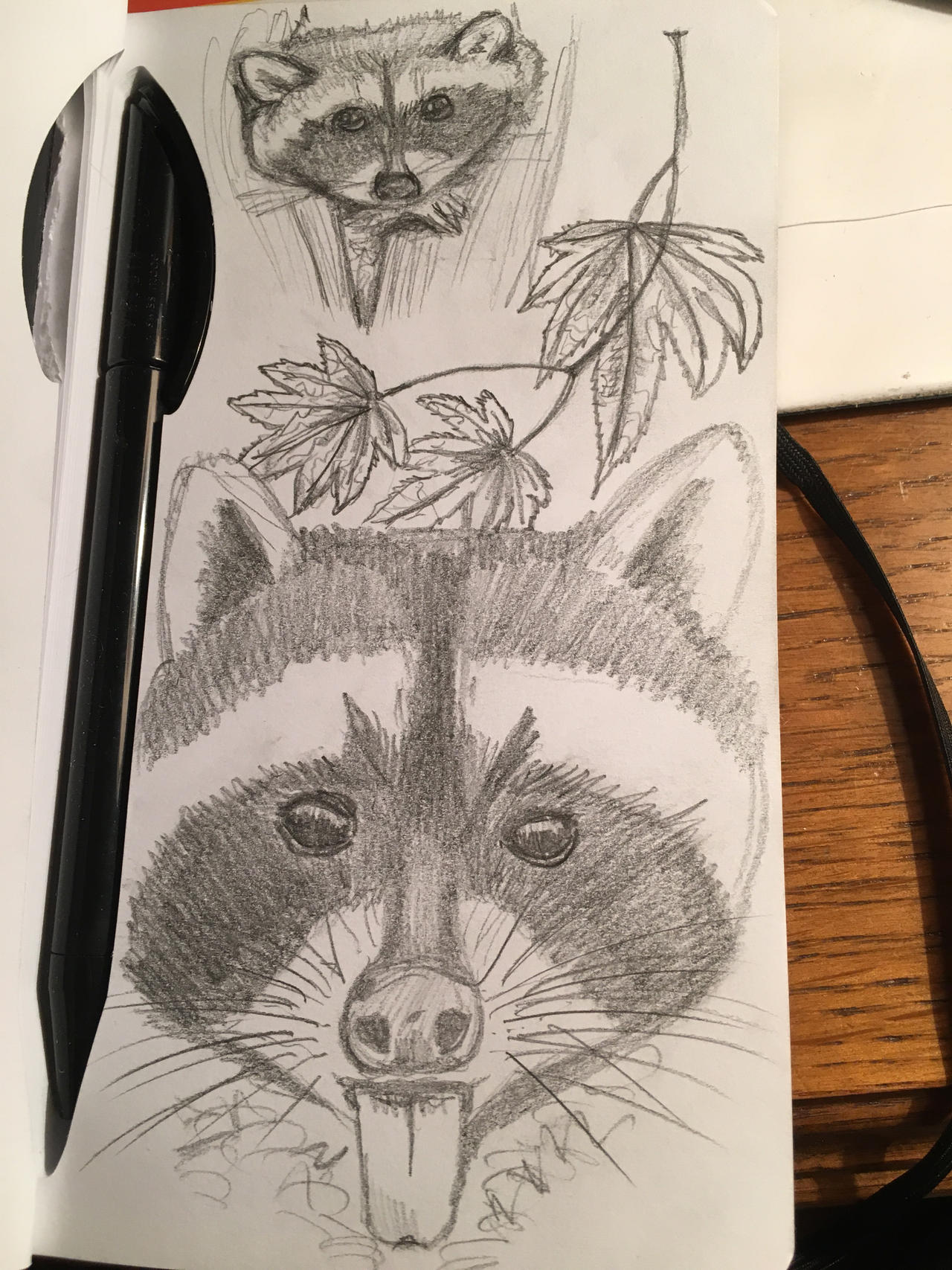 Deviantart Racoon Raccoon by TheRainbowRockstar on DeviantArt