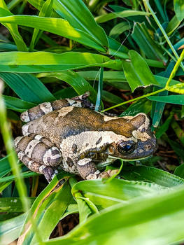 Frog...