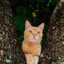Orange Cat