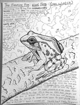 A Frog That Freezes: The Wood Frog