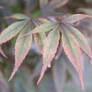 Beautiful Japanese Maple Leaves