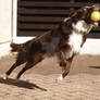 Action Photo Bust Welsh Collie Playing