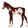 Tetchy (: Design |Pirate x Voyager| TB Colt