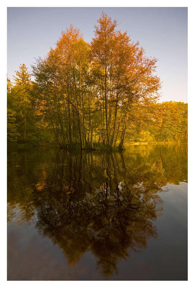 Autumn Trees