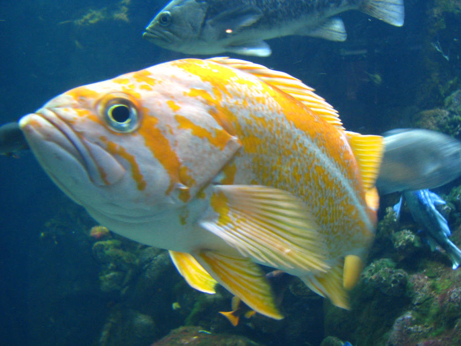 Grumpy Gills No. 2 by Aralana on DeviantArt