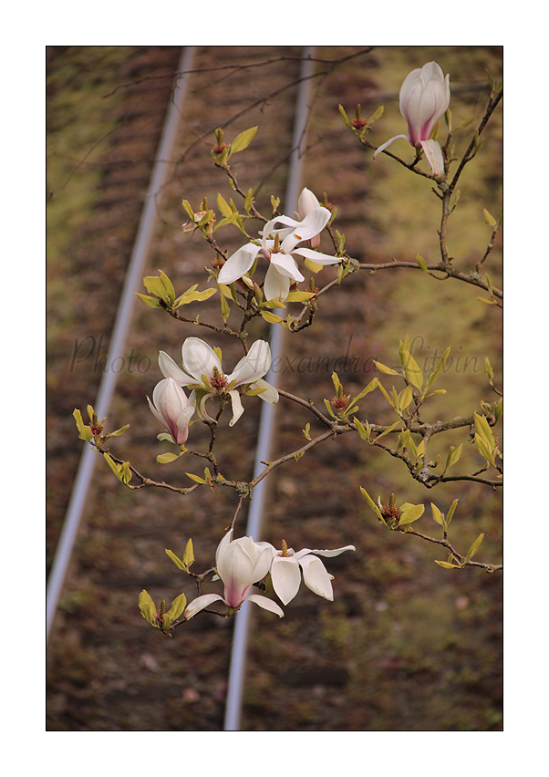 Magnolias