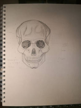 A Study in Skulls