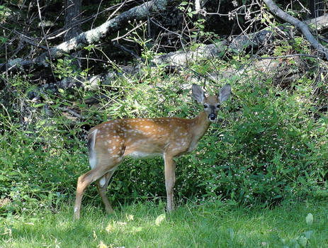 Baby Deer