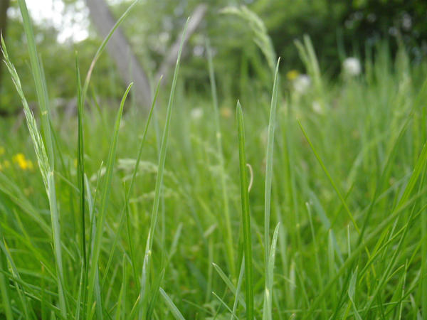 grass 3