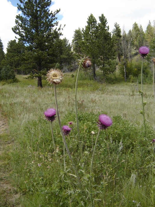 thistle