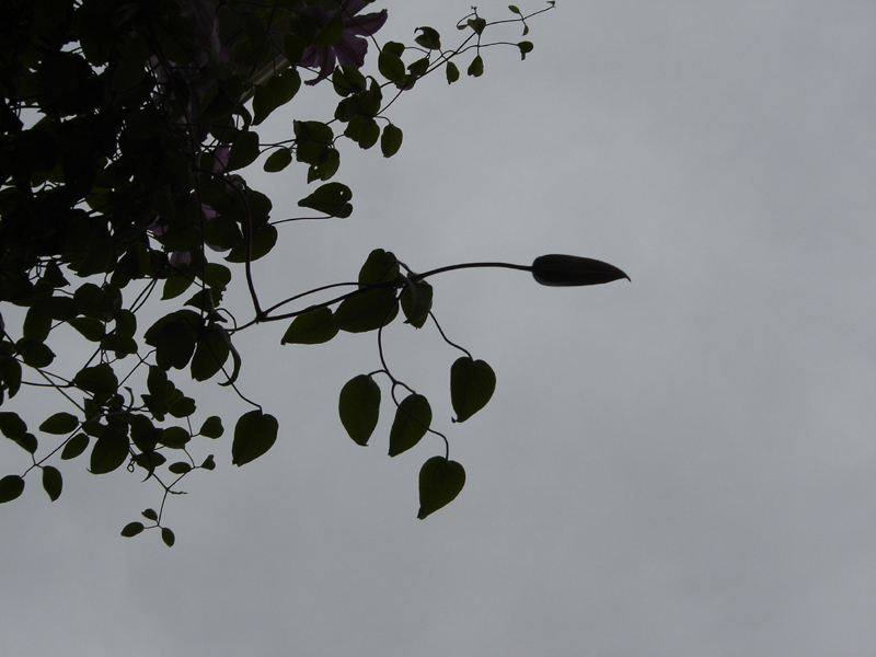 bud at twilight