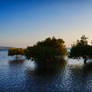 Mangroves