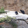 California Condors