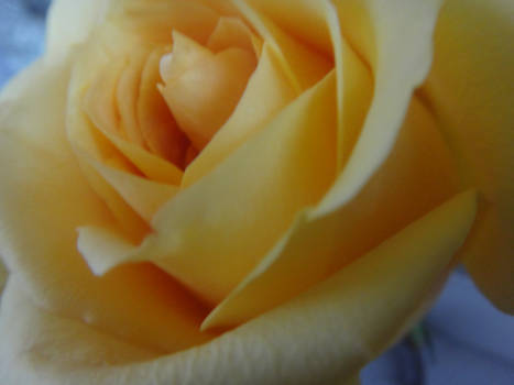 Yellow Rose