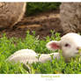 Resting lamb