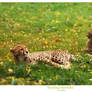 Resting cheetahs