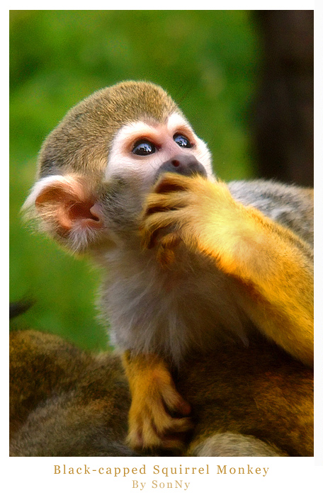 Black-capped Squirrel Monkey