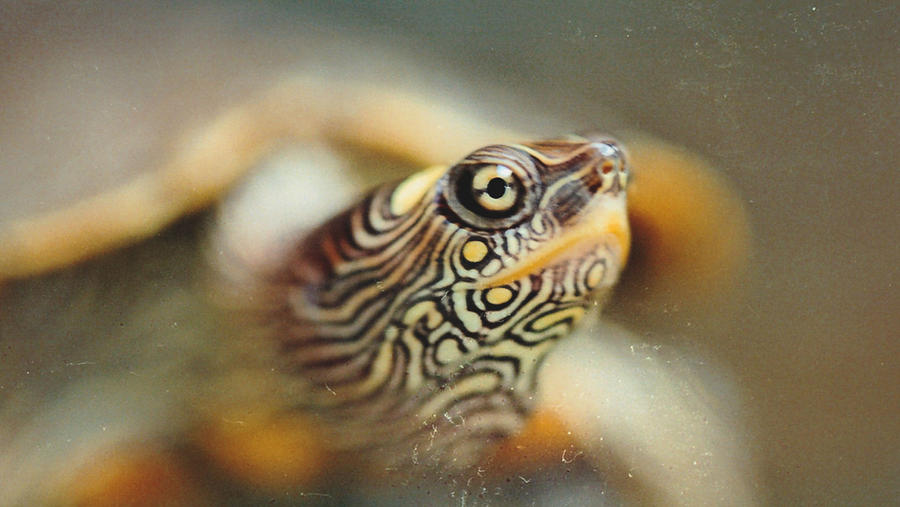 Tempy Turtles Timmy the Turtle by Punqeca on DeviantArt