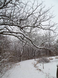 Frozen Pond Path