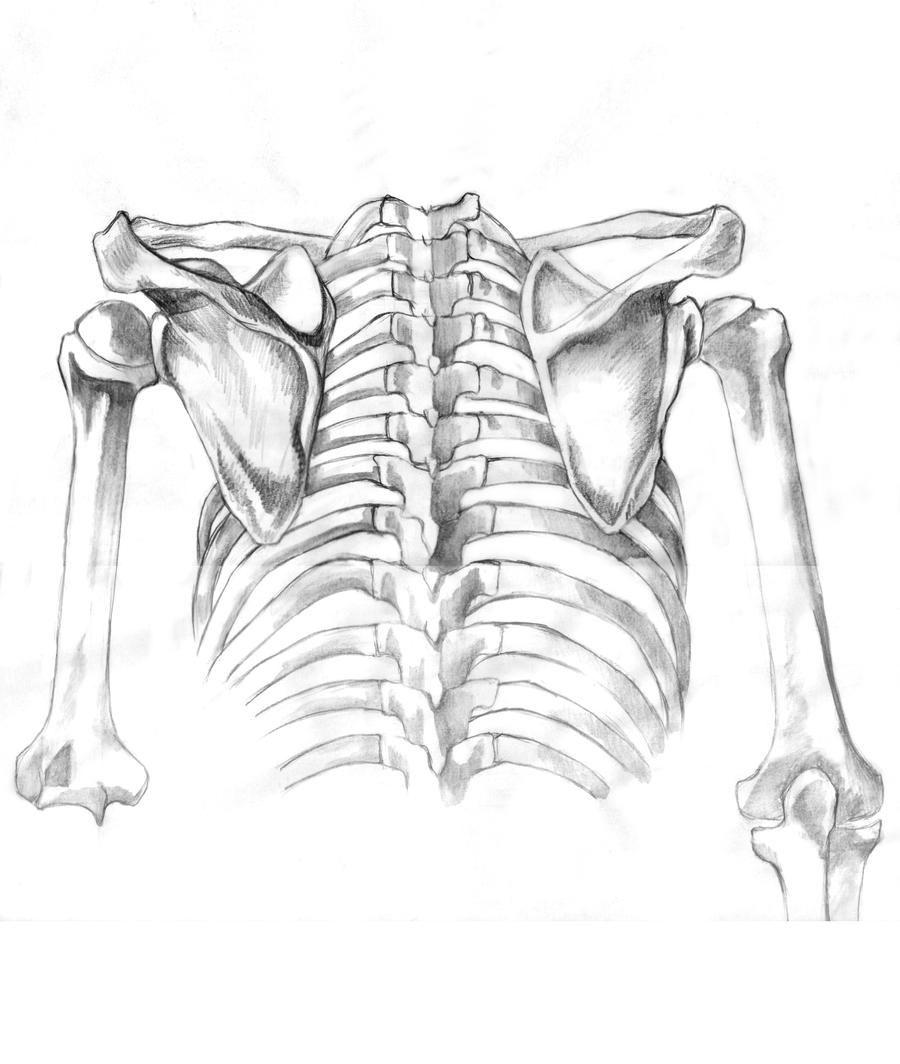 Human Skeleton 2