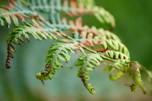 Dying Fern