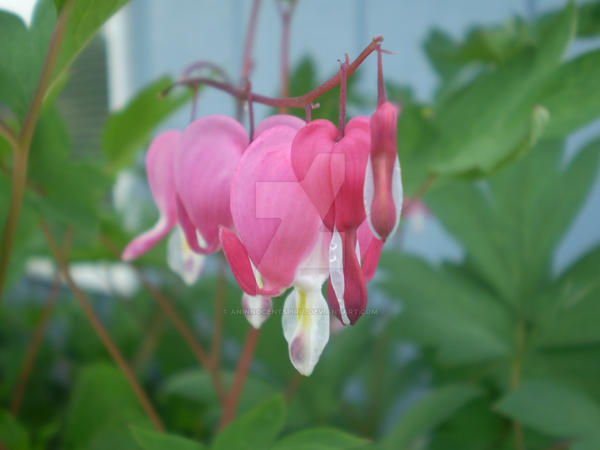 My Bleeding Heart