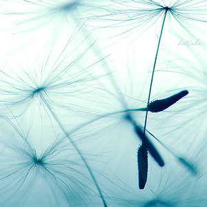 Dandelion 2