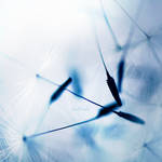 Dandelion 3 by kat4nka