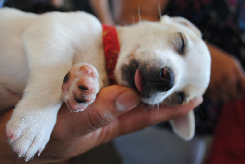 Sleepy Pup by Banaski on DeviantArt