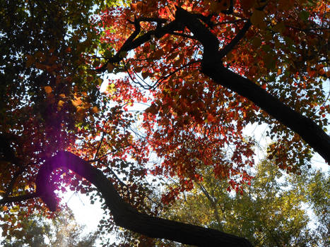 Through the Canopy