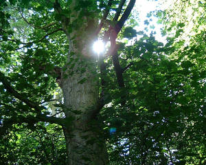 Sun and tree