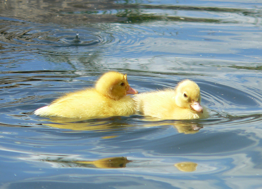 Ducklings