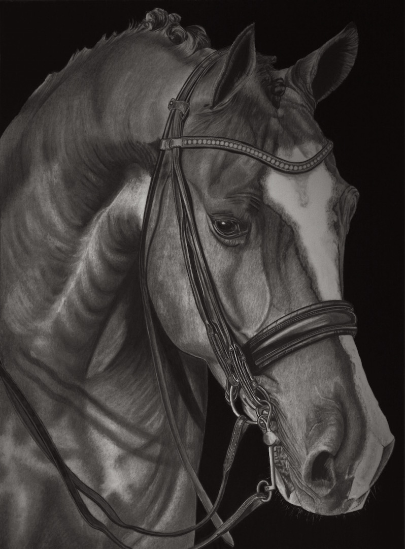 Equus Caballus (Pencil Drawing)