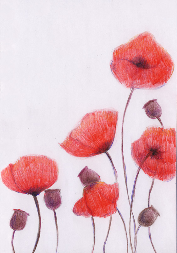 Poppies