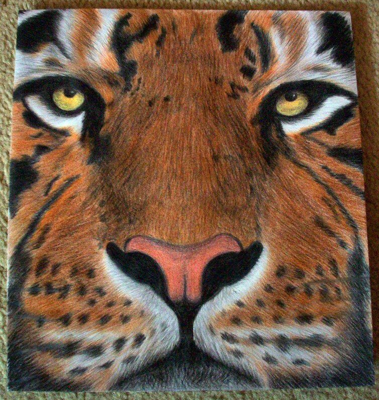 Tiger *Finished*