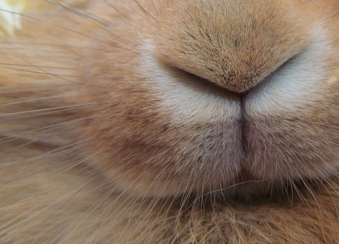 Bunny Nose