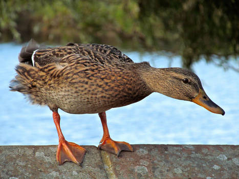 Balancing Duck