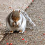 Chubby Squirrel