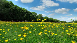 Buttercup Field by Becky125