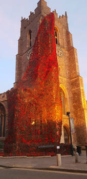 Poppies  on church - Remembrance