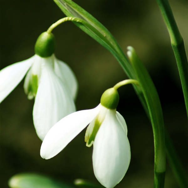 Sweet snowdrops