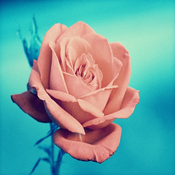 Love is like a rose